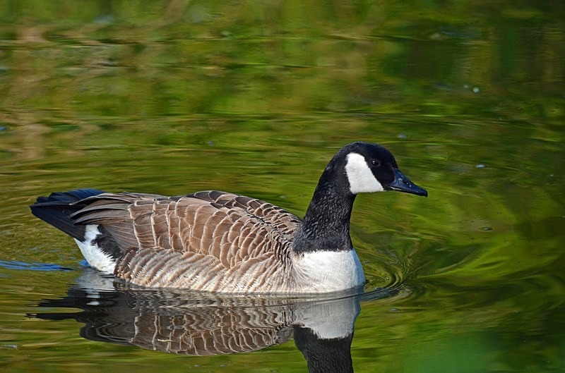 Canada Goose