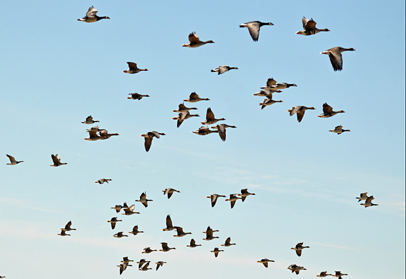 White-fronted Geese and Barnacle Geese - Estonia