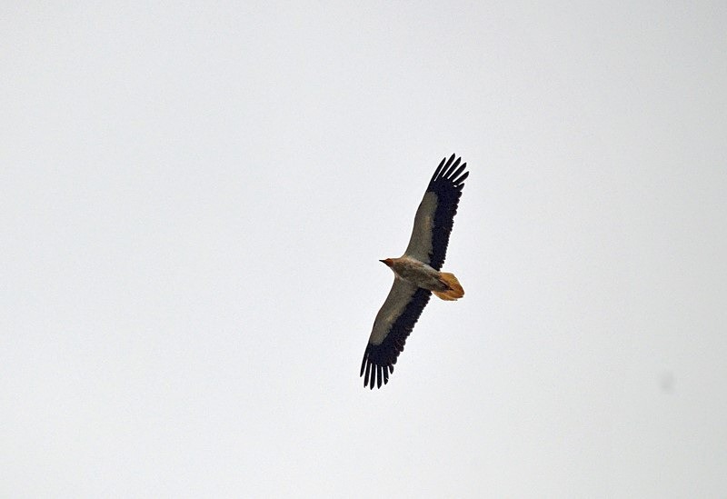 Egyptian Vulture - Bulgaria