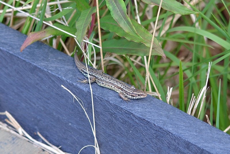 Common Lizard - Lizards