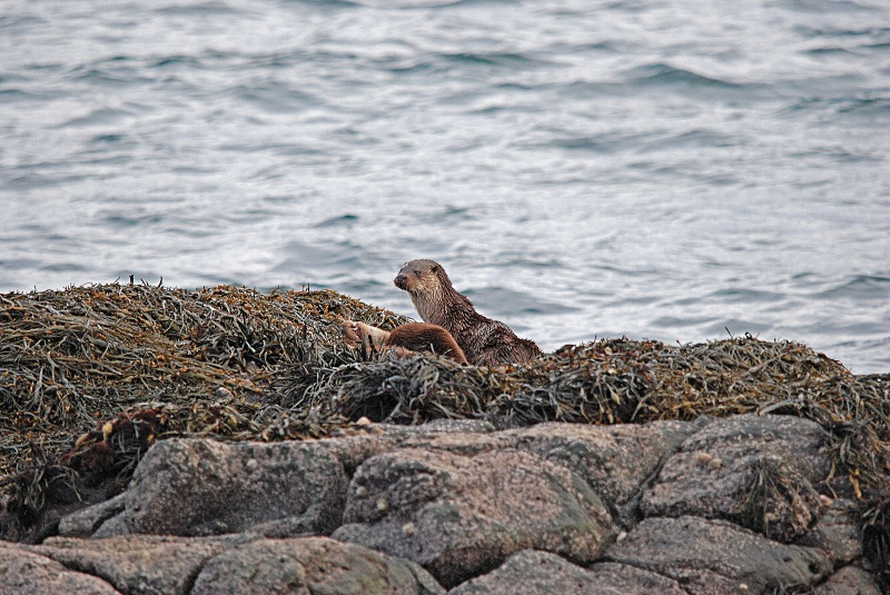Otters - Otters