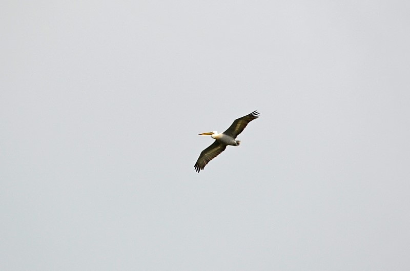 Dalmatian Pelican - Bulgaria