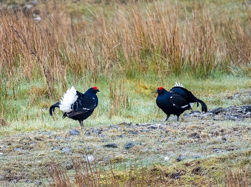 Black Grouse - Game birds