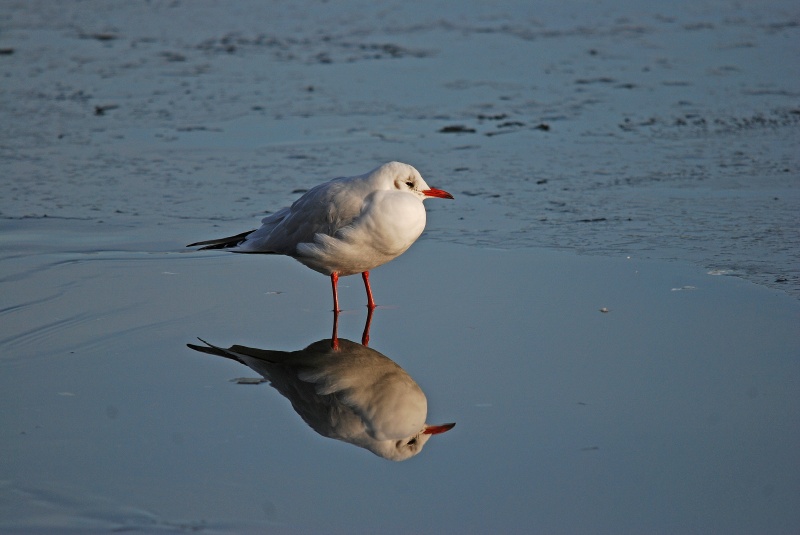Black-headed Gull - Gulls