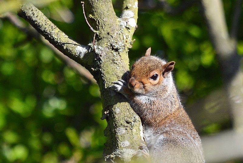 Grey Squirrel - Grey Squirrels