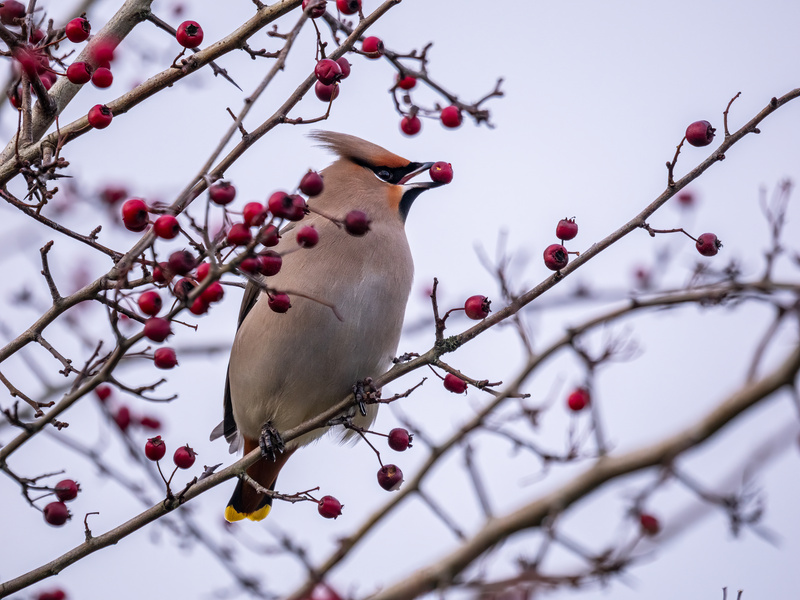 Waxwing - Latest photos