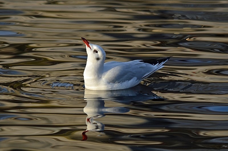 Black-headed Gull - Gulls
