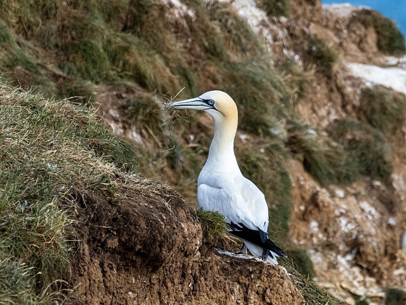 Gannet - Gannets
