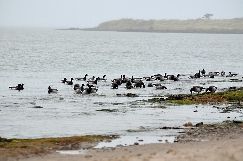 Pale-bellied Brent Geese - Ireland - January and February 2020