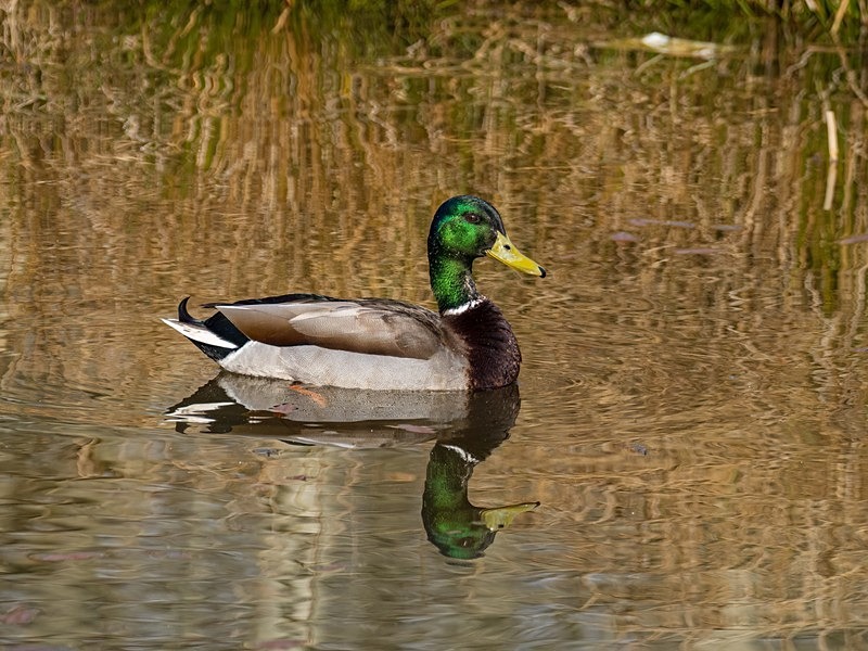 Mallard - Dabbling ducks