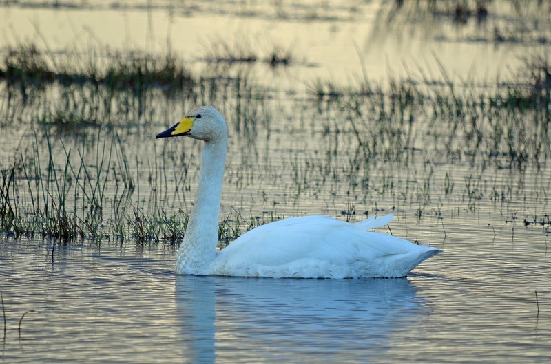 Whooper Swan - Whooper and Bewick's Swans