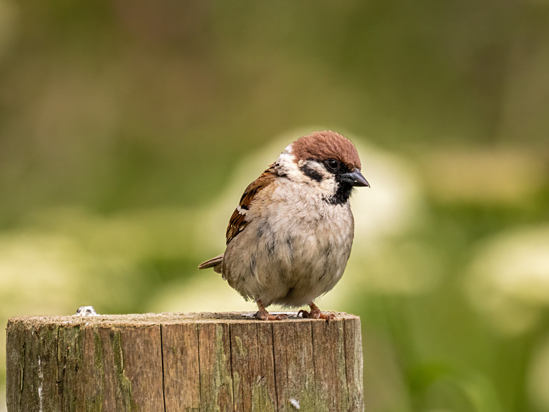 Tree Sparrow - Latest photos