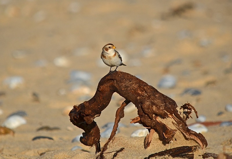 Snow Bunting - Buntings