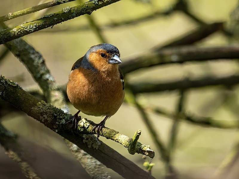 Chaffinch - Finches