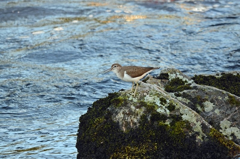 Common Sandpiper - Sandpipers