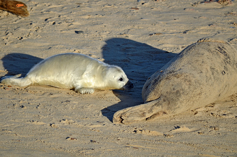 Atlantic Grey Seal - Atlantic Grey Seals