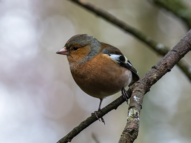 Chaffinch - Finches