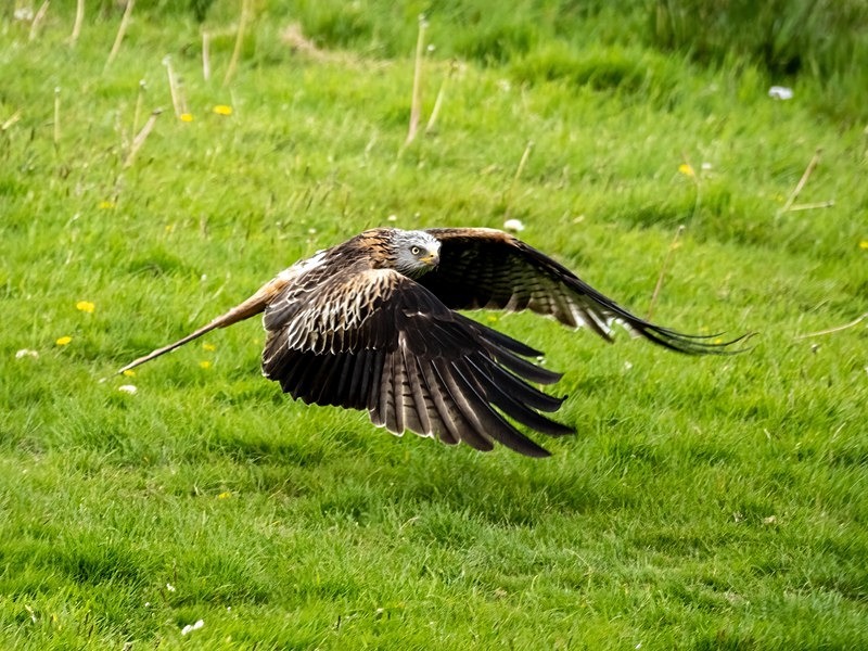 Red Kite - Birds of prey