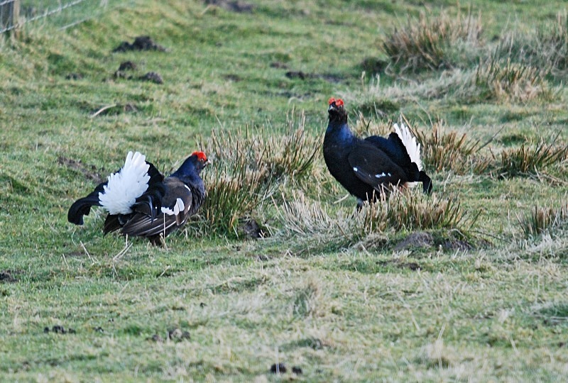 Black Grouse - Game birds
