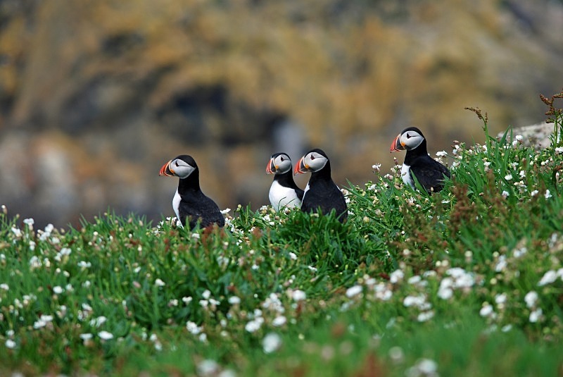 Puffins - Puffins
