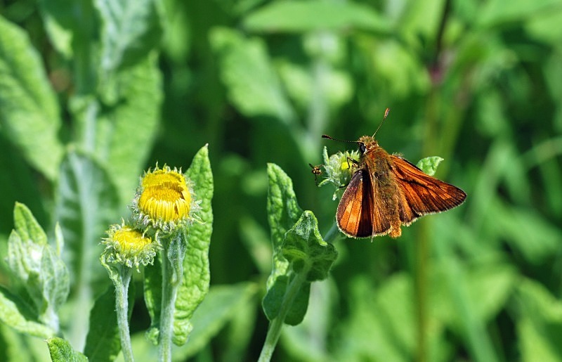 Large Skipper - Butterflies