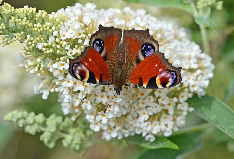 Peacock - Butterflies