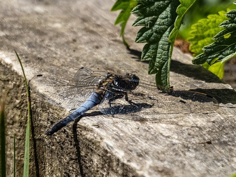 Black-tailed Skimmer - Dragonflies and damselflies