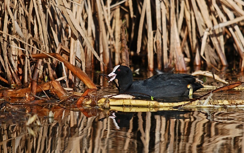 Coot - Crakes and rails