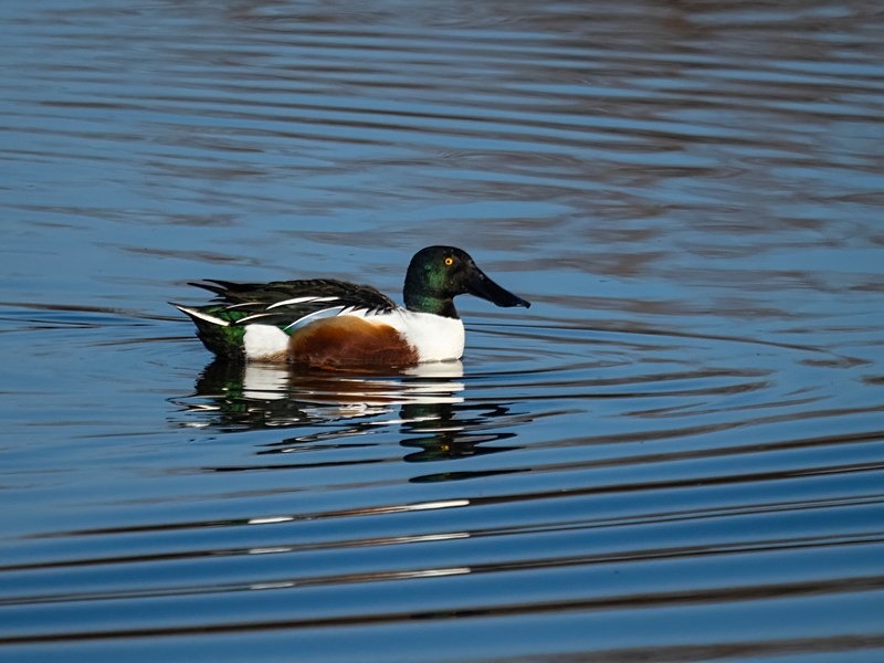 Shoveler - Dabbling ducks