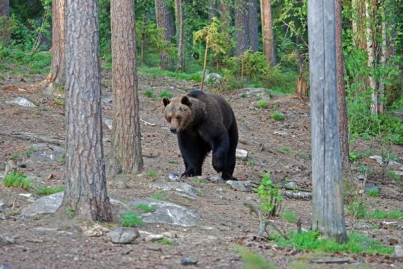 Brown Bear - North Finland and north Norway - May and June 2009