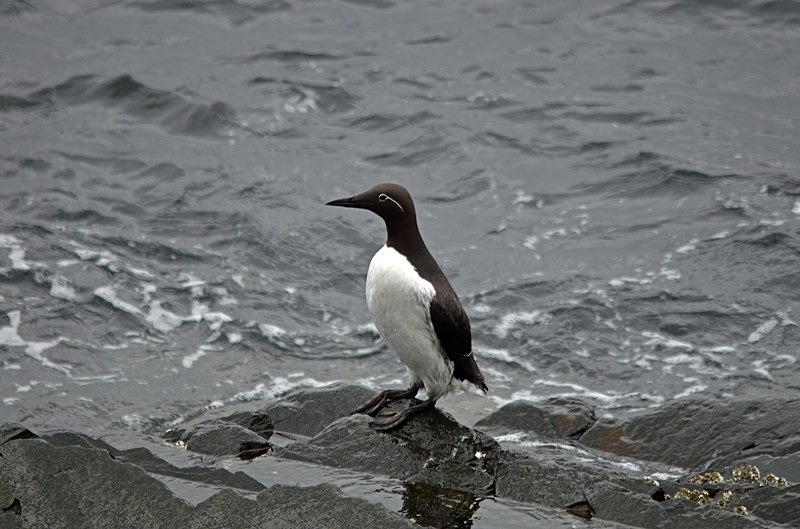 Common Guillemot - North Norway