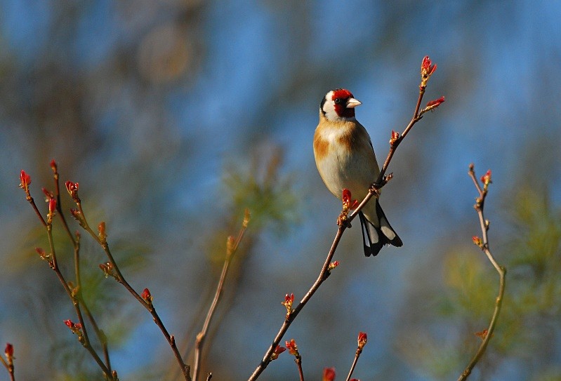 Goldfinch - Finches