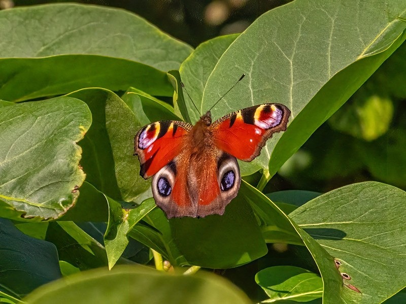 Peacock - Butterflies