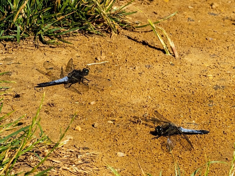 Black-tailed Skimmer - Dragonflies and damselflies