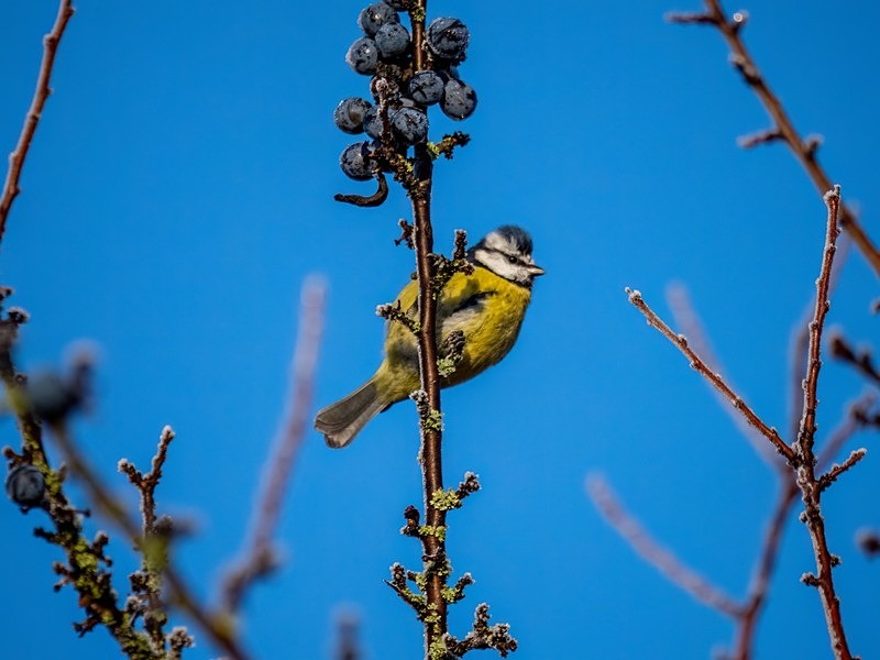 Blue Tit - Tits