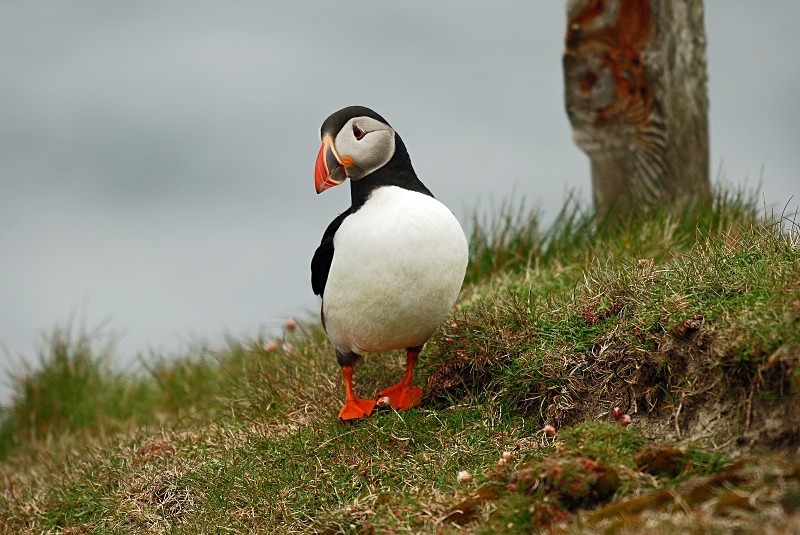 Puffin - Puffins