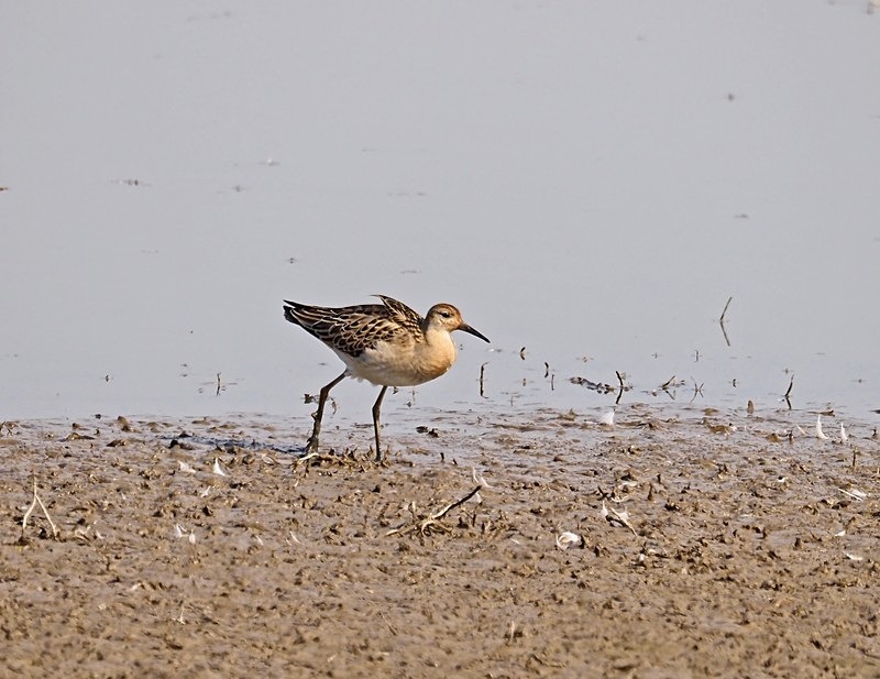 Ruff - Sandpipers