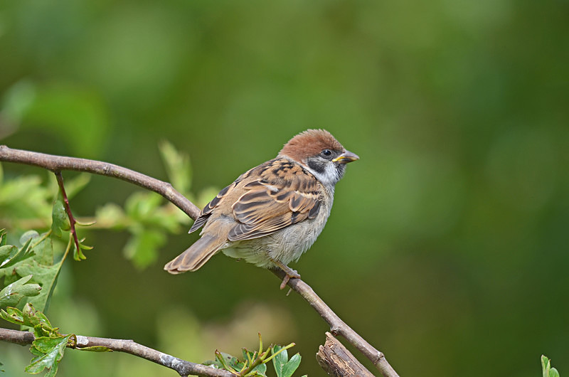 Tree Sparrow - Sparrows
