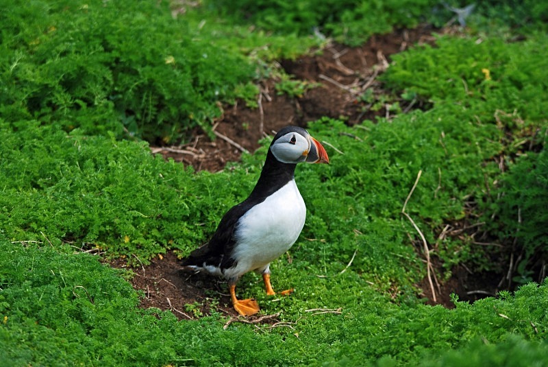 Puffin - Puffins