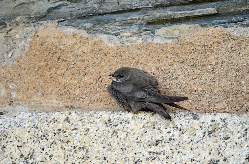Crag Martin - South and west Spain - April and May 2012