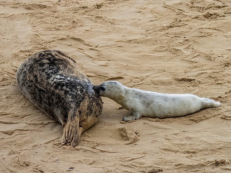 Atlantic Grey Seal - Atlantic Grey Seals