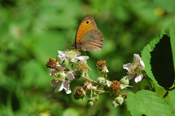 Meadow Brown - Butterflies
