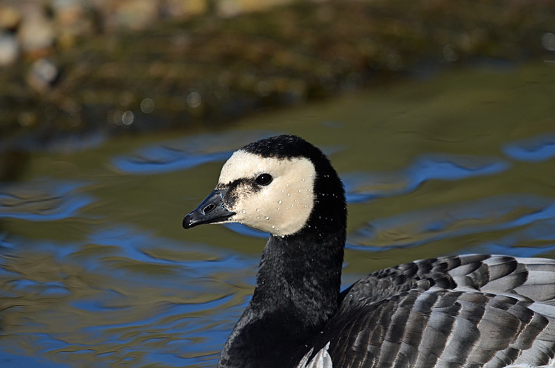 Barnacle Goose - Black geese
