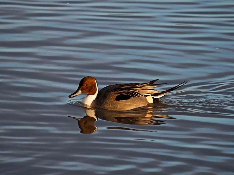 Pintail - Dabbling ducks
