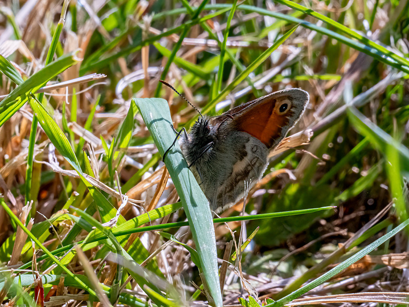 Small Heath - Latest photos