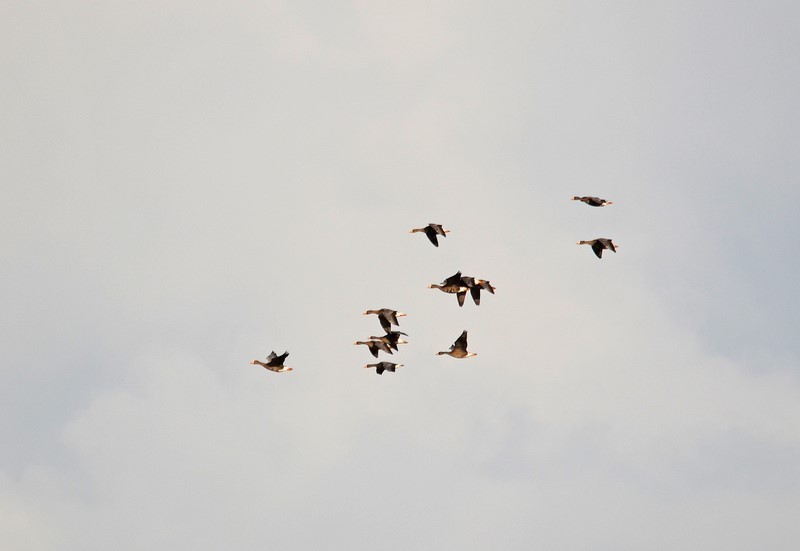 Greater (Greenland) White-fronted Geese - Grey geese