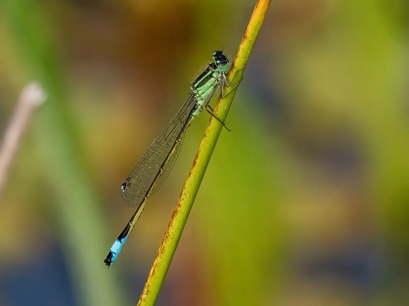 Blue-tailed Damselfly - Dragonflies and damselflies