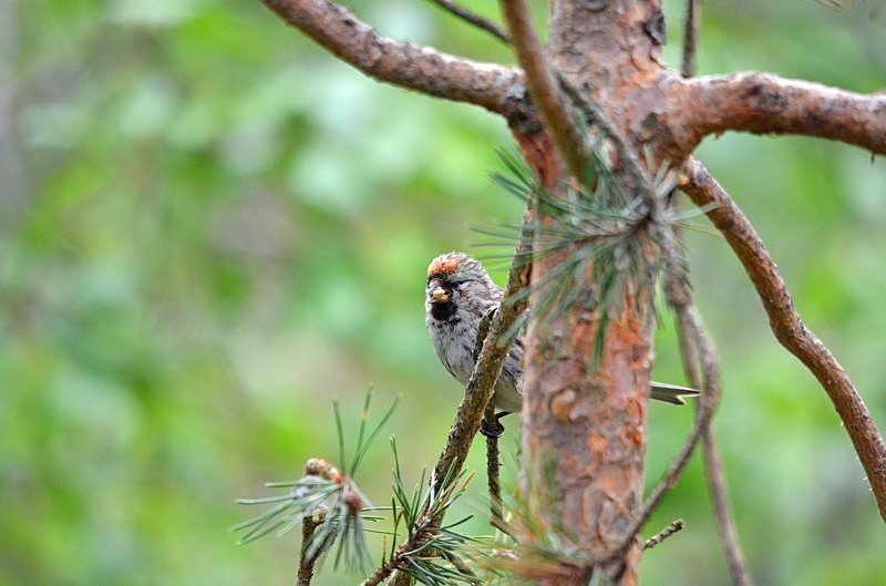Mealy Redpoll - North Finland - part 1