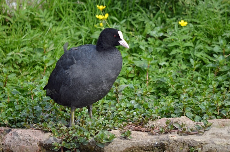 Coot - Crakes and rails
