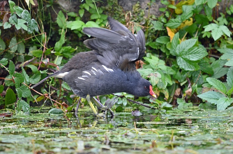 Moorhen - Crakes and rails